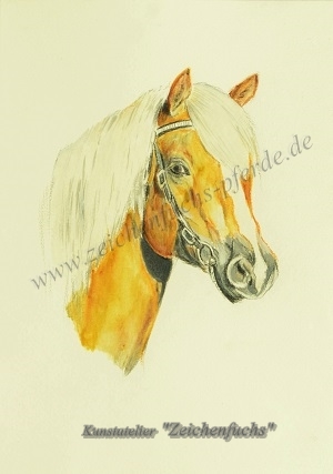 Aquarell vom Haflinger