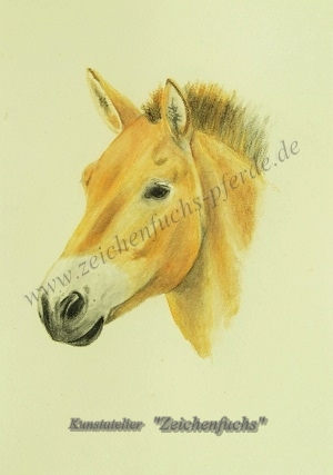 Portrait eines Przewalski-Pferdes