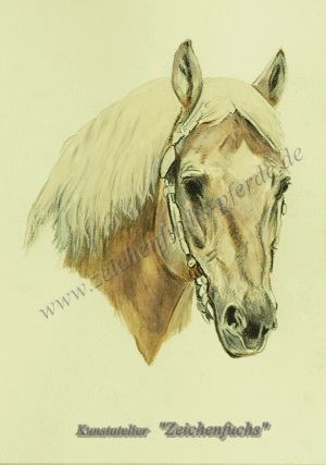 Portrait eines Quarter Horse