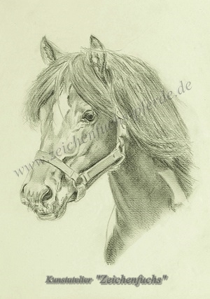 Portrait eines Lewitzers