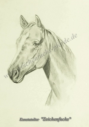 Portrait eines Quarter Horse