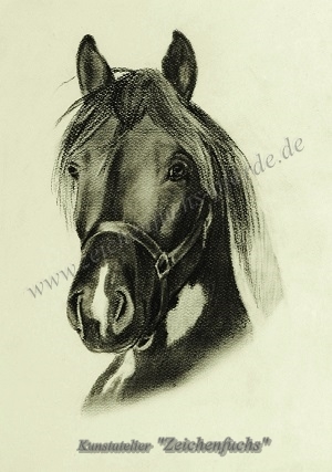 Portrait eines Lewitzers
