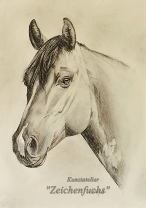 Kohleportrait eines Quarter Horse