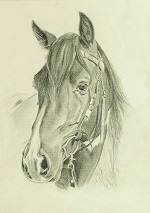 Portrait vom Mustang
