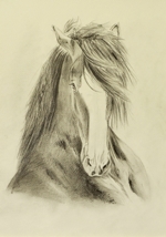 Beispielportrait eines Pferdes