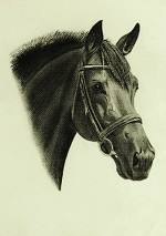 Beispielportrait eines Pferdes