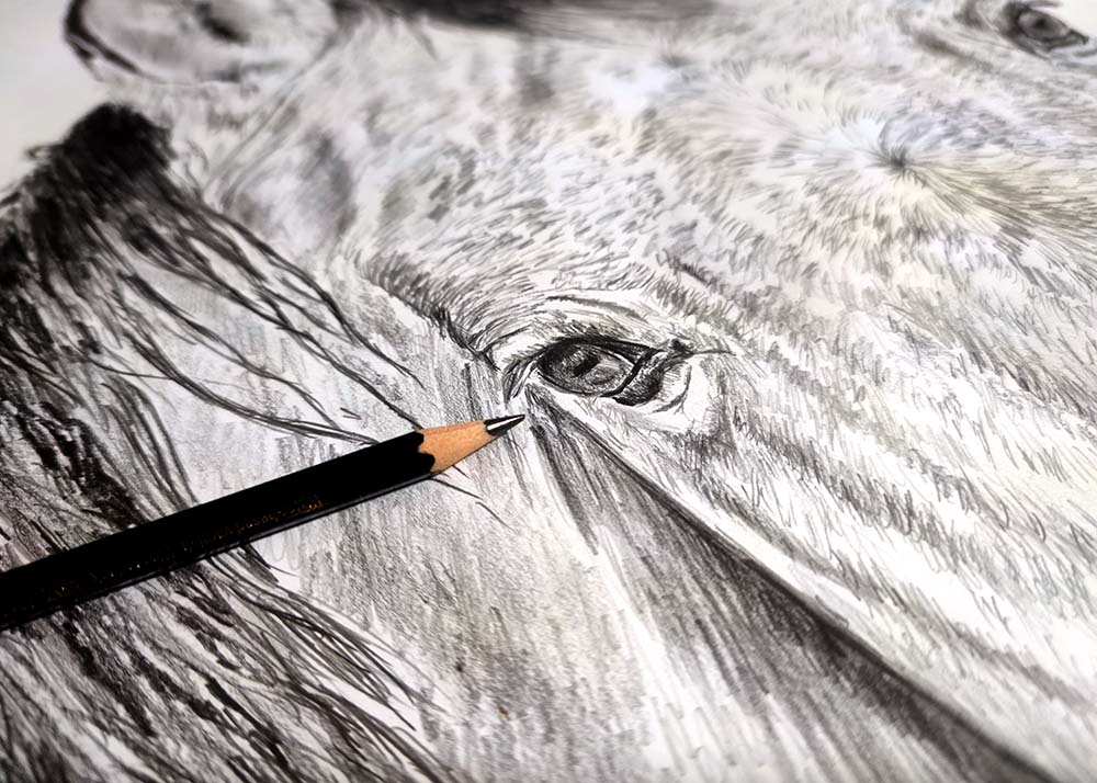 Nahaufnahme vom Pferdeportrait